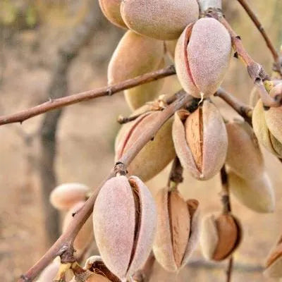 Carob Moth Pheromone