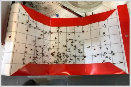 Macadamia nutborer Pherolure