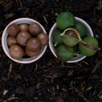 Macadamia nutborer Pherolure