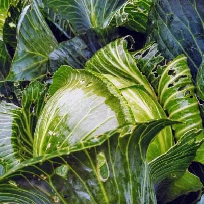 Diamondback Moth Pheromone