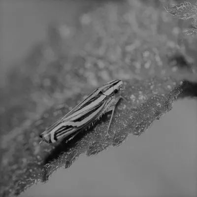 Macadamia nutborer Pherolure