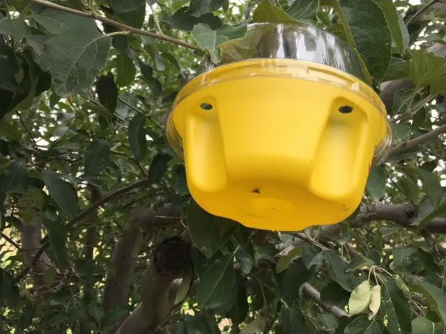 Wild May Fruit Fly Attractant