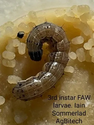Fall armyworm pheromone - Russell IPM