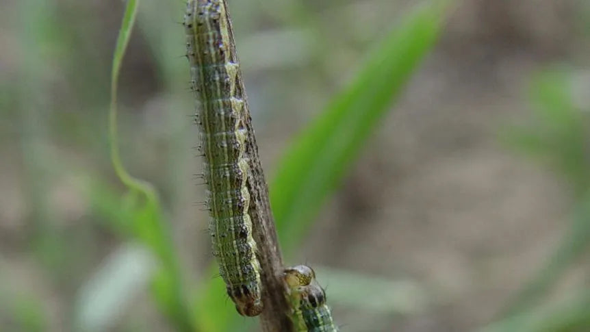 Fall armyworm pheromone - Russell IPM