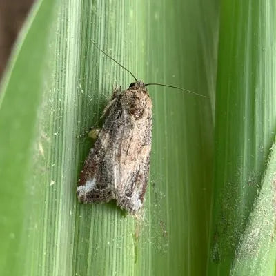 Fall armyworm pheromone - Russell IPM