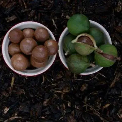 Macadamia nutborer Pherolure