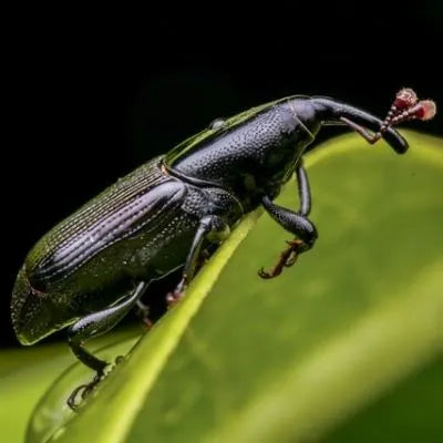 Sweet potato weevil pheromone