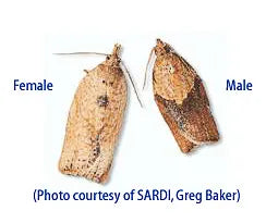 Light Brown Apple Moth (LBAM) Pheromone