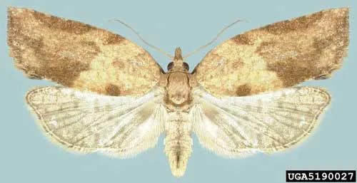 Light Brown Apple Moth (LBAM) Pheromone