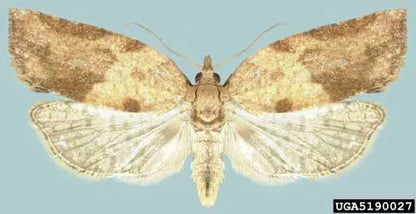 Light Brown Apple Moth (LBAM) Pheromone