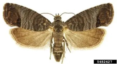 Codling Moth Pheromone