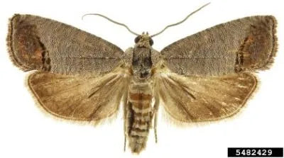 Codling Moth Pheromone