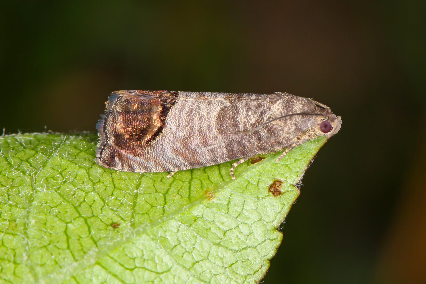 Codling Moth Pheromone - Russell IPM