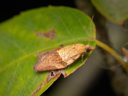 CropVue Automated Delta Traps